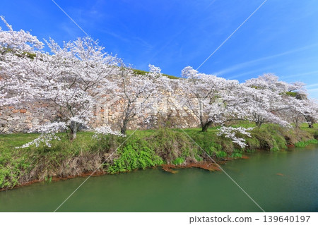 【兵庫縣】晴空萬裡下,丹波笹山城與盛開的櫻花 【兵庫縣】晴空萬裡下,丹波笹山城與盛開的櫻花 139640197