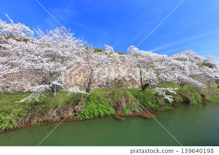 [Hyogo Prefecture] Tanba Sasayama Castle and cherry blossoms in full bloom under a clear sky 139640198