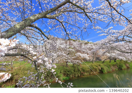 【兵庫縣】晴空萬裡下,丹波笹山城與盛開的櫻花 【兵庫縣】晴空萬裡下,丹波笹山城與盛開的櫻花 139640202