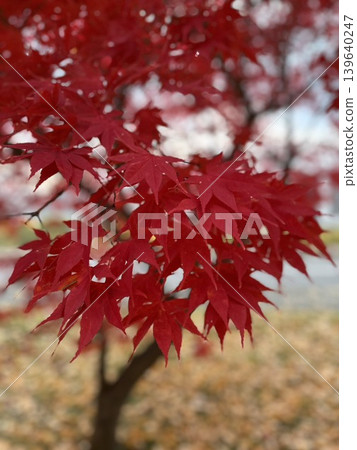 Autumn leaves Autumn leaves 139640247