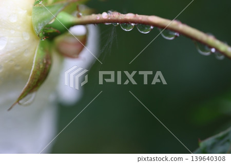 秋雨中的玫瑰 秋雨中的玫瑰 139640308