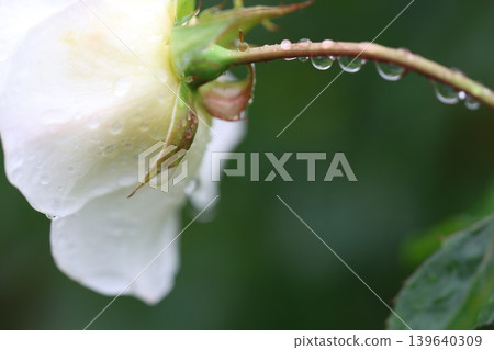 秋雨中的玫瑰 秋雨中的玫瑰 139640309