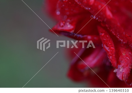 autumn roses in the rain autumn roses in the rain 139640310