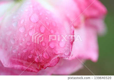 autumn roses in the rain autumn roses in the rain 139640320