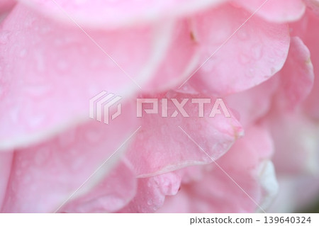秋雨中的玫瑰 秋雨中的玫瑰 139640324