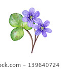 Spring flowers. Watercolor bouquet of purple flowers with green leaf. Hand drawn anemone hepatica, liverwort. Ideal for prints, stationery, wedding design, packaging and branding 139640724