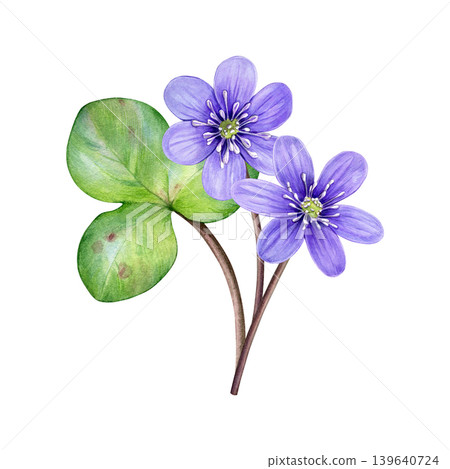 Spring flowers. Watercolor bouquet of purple flowers with green leaf. Hand drawn anemone hepatica, liverwort. Ideal for prints, stationery, wedding design, packaging and branding Spring flowers. Watercolor bouquet of purple flowers with green leaf. Hand drawn anemone hepatica, liverwort. Ideal for prints, stationery, wedding design, packaging and branding 139640724