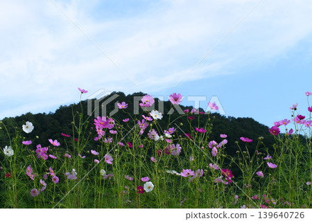 Cosmos Cosmos 139640726