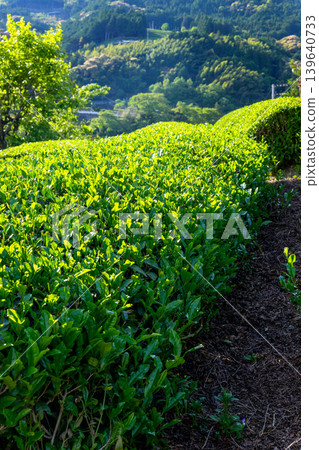 高知縣山區遍布茶園,營造出鬱鬱蔥蔥、美麗的日本鄉村景觀。 高知縣山區遍布茶園,營造出鬱鬱蔥蔥、美麗的日本鄉村景觀。 139640733