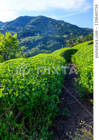 高知縣山區遍布茶園,營造出鬱鬱蔥蔥、美麗的日本鄉村景觀。 高知縣山區遍布茶園,營造出鬱鬱蔥蔥、美麗的日本鄉村景觀。 139640734