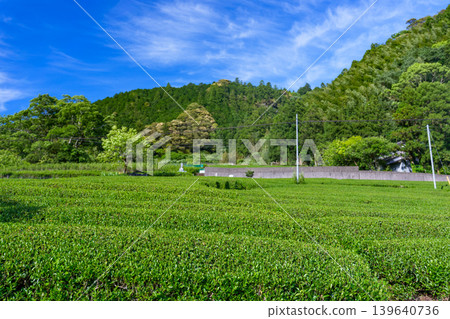 高知縣山區遍布茶園,營造出鬱鬱蔥蔥、美麗的日本鄉村景觀。 高知縣山區遍布茶園,營造出鬱鬱蔥蔥、美麗的日本鄉村景觀。 139640736
