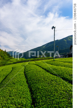 Tea plantations spread across the mountainous region of Kochi Prefecture, creating a beautiful Japanese rural landscape with lush greenery. Tea plantations spread across the mountainous region of Kochi Prefecture, creating a beautiful Japanese rural landscape with lush greenery. 139640738