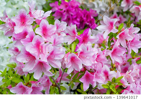 Azalea Azalea 139641017