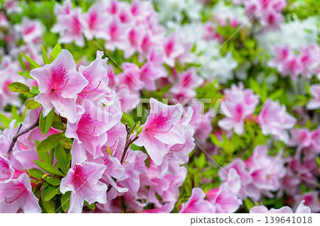Azalea Azalea 139641018