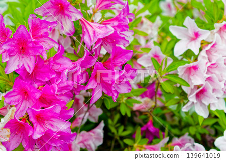 Azalea Azalea 139641019