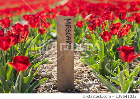 Red Tulip Field with Mascara Variety Marker Red Tulip Field with Mascara Variety Marker 139641032