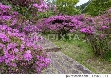 雲仙池之原公園的石徑旁，宮山霧島杜鵑花正值盛開。 139641111