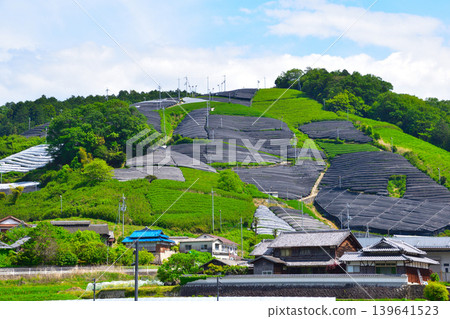 京都、和束茶村、神塚茶園 京都、和束茶村、神塚茶園 139641523