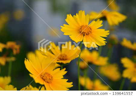 黃花 139641557