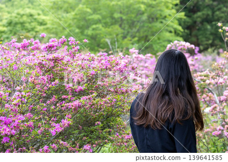 A woman in a black top, seen from behind, strolling through the lush green garden where the Miyama Kirishima azaleas are in full bloom. A woman in a black top, seen from behind, strolling through the lush green garden where the Miyama Kirishima azaleas are in full bloom. 139641585