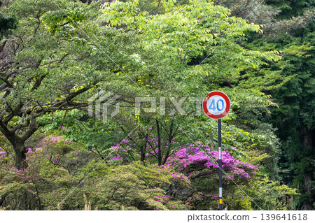 在綠樹環繞、杜鵑花盛開的山路上,豎立著一塊指示最高時速 40 公里/小時的路牌。 在綠樹環繞、杜鵑花盛開的山路上,豎立著一塊指示最高時速 40 公里/小時的路牌。 139641618