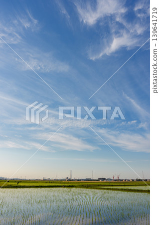 Rice paddies and a blue sky immediately after planting: A typical early summer rural scene in Japan. Rice paddies and a blue sky immediately after planting: A typical early summer rural scene in Japan. 139641719