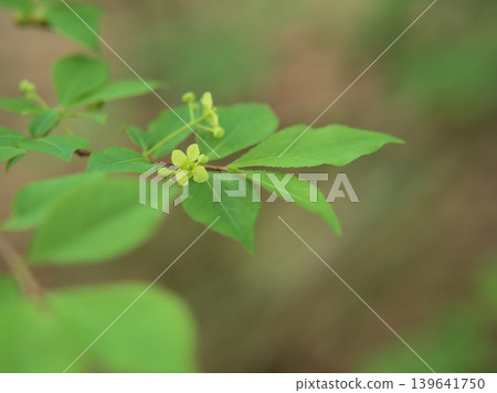 四月裡,小衛矛樹的花開得非常美麗。 四月裡,小衛矛樹的花開得非常美麗。 139641750