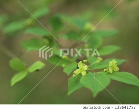 The small spindle tree flowers bloomed beautifully in April. The small spindle tree flowers bloomed beautifully in April. 139641752