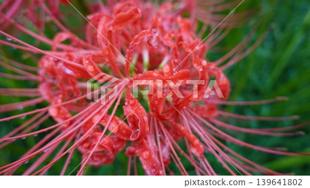 Higanbana wet with rain Higanbana wet with rain 139641802