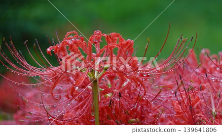 Higanbana wet with rain Higanbana wet with rain 139641806
