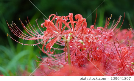 Higanbana wet with rain Higanbana wet with rain 139641807