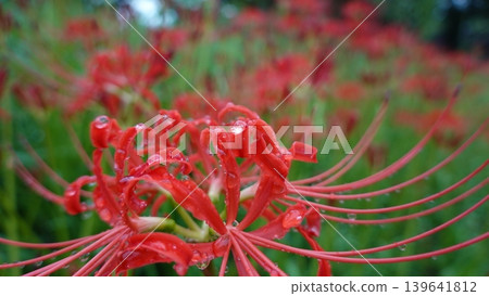 Higanbana wet with rain Higanbana wet with rain 139641812