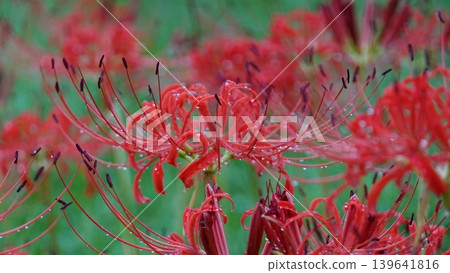 Higanbana wet with rain 139641816
