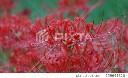 Higanbana wet with rain 139641820