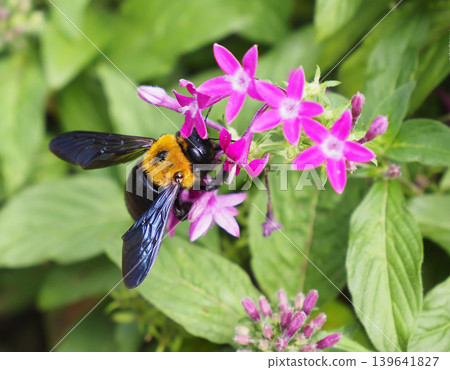 A yellow-breasted bumblebee perched on a Pentas flower. A yellow-breasted bumblebee perched on a Pentas flower. 139641827
