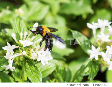 A yellow-breasted bumblebee perched on a Pentas flower. A yellow-breasted bumblebee perched on a Pentas flower. 139641829