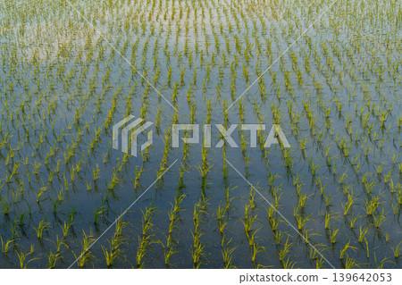 Rice paddies immediately after planting: A beautiful rural landscape created by Japanese agriculture. Rice paddies immediately after planting: A beautiful rural landscape created by Japanese agriculture. 139642053