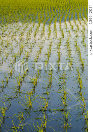 Rice paddies immediately after planting: A beautiful rural landscape created by Japanese agriculture. Rice paddies immediately after planting: A beautiful rural landscape created by Japanese agriculture. 139642054