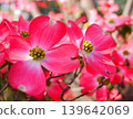 A close-up of a vibrant pink flower with a softly blurred background. 139642069