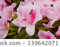 A bee perched on an azalea flower | A close-up of pollination, spring nature, and ecology 139642071