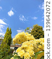 Yellow Banksia roses stand out against the blue sky | A lovely floral scene in a spring garden 139642072