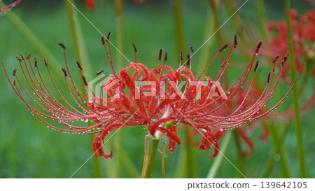 Higanbana wet with rain Higanbana wet with rain 139642105