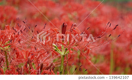 Higanbana wet with rain Higanbana wet with rain 139642107