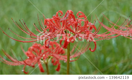 Higanbana wet with rain Higanbana wet with rain 139642119