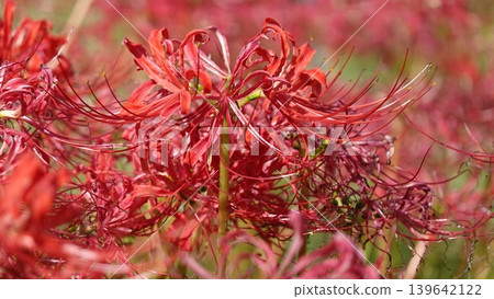 Beautiful red spider lilies Beautiful red spider lilies 139642122