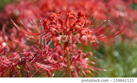 Beautiful red spider lilies 139642123