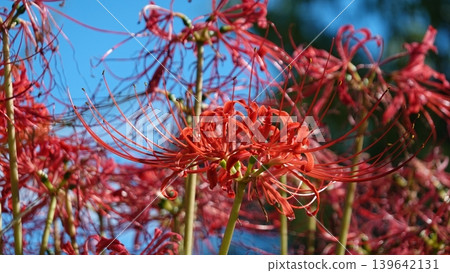 Beautiful red spider lilies Beautiful red spider lilies 139642131