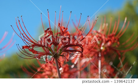 Beautiful red spider lilies Beautiful red spider lilies 139642137