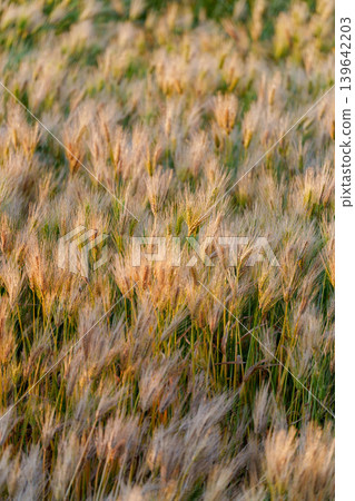 A wheat field shining golden in the setting sun: A rural scene in early summer. A wheat field shining golden in the setting sun: A rural scene in early summer. 139642203