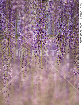 盛開的紫藤花（福岡縣中山大紫藤） 139642278
